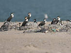 Cormoran à poitrine blanche