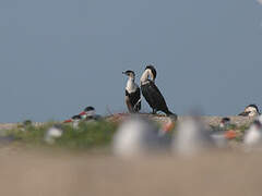 Cormoran à poitrine blanche