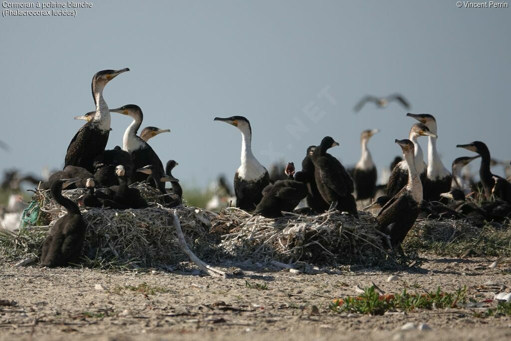 Cormoran à poitrine blanche, Nidification, r. coloniale