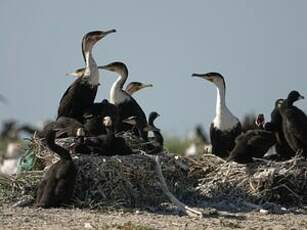 Cormoran à poitrine blanche