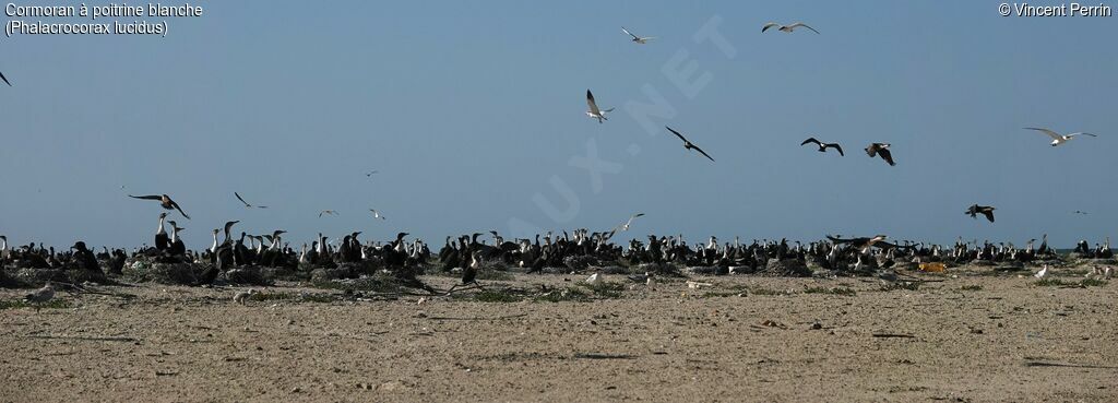 White-breasted Cormorant, Reproduction-nesting, colonial reprod.