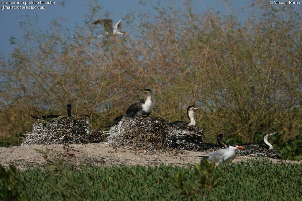 Cormoran à poitrine blanche femelle, Nidification, r. coloniale