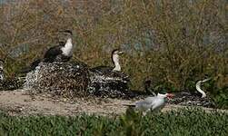 Cormoran à poitrine blanche