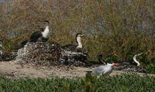 White-breasted Cormorant