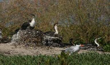 Cormoran à poitrine blanche