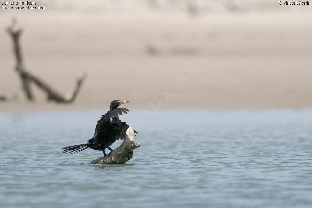 Reed Cormorantadult