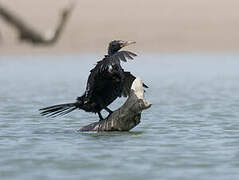 Reed Cormorant