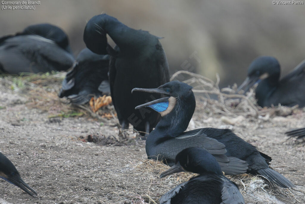 Brandt's Cormorant