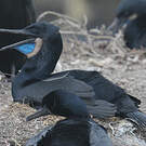 Cormoran de Brandt