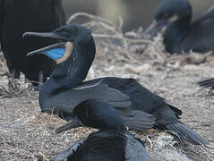 Brandt's Cormorant