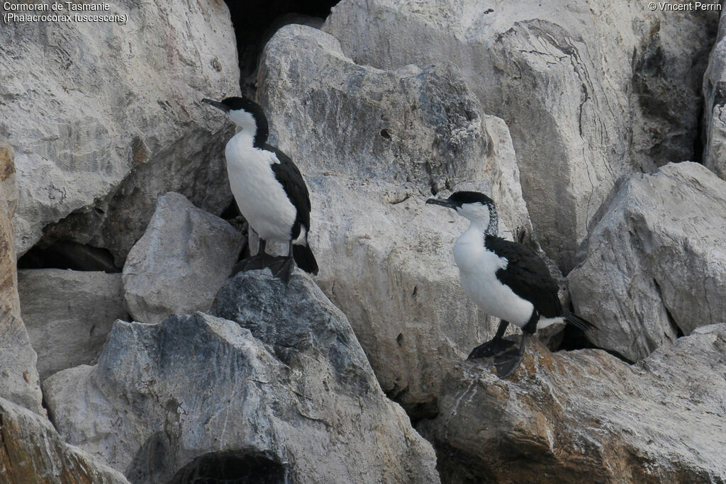 Cormoran de Tasmanie