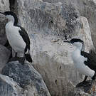 Cormoran de Tasmanie