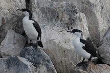 Cormoran de Tasmanie