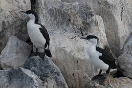 Black-faced Cormorant