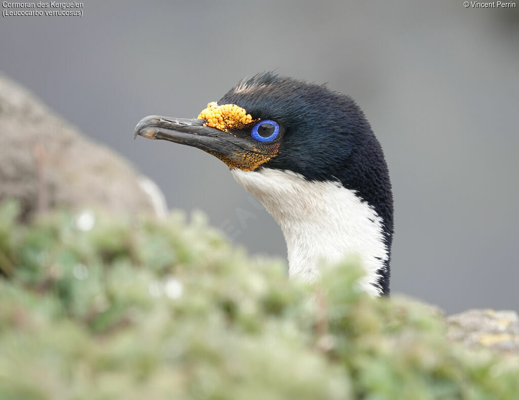 Kerguelen Shag