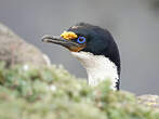 Cormoran des Kerguelen