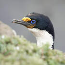 Cormoran des Kerguelen