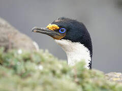 Kerguelen Shag