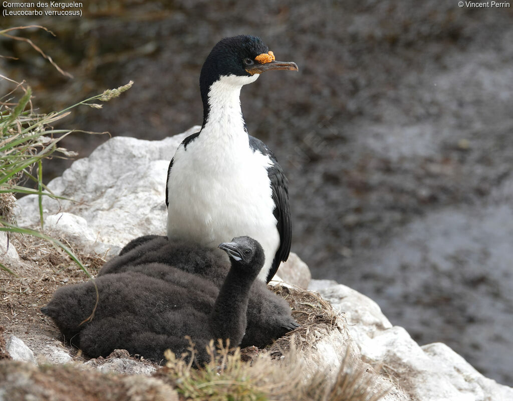 Cormoran des Kerguelen