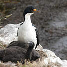 Cormoran des Kerguelen