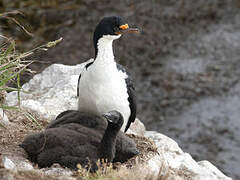 Cormoran des Kerguelen