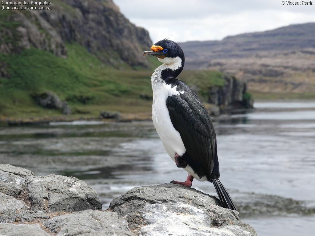 Kerguelen Shag