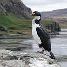 Cormoran des Kerguelen