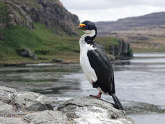 Kerguelen Shag