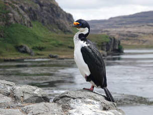 Cormoran des Kerguelen