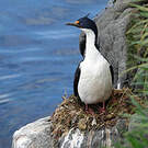 Cormoran des Kerguelen
