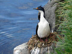 Cormoran des Kerguelen