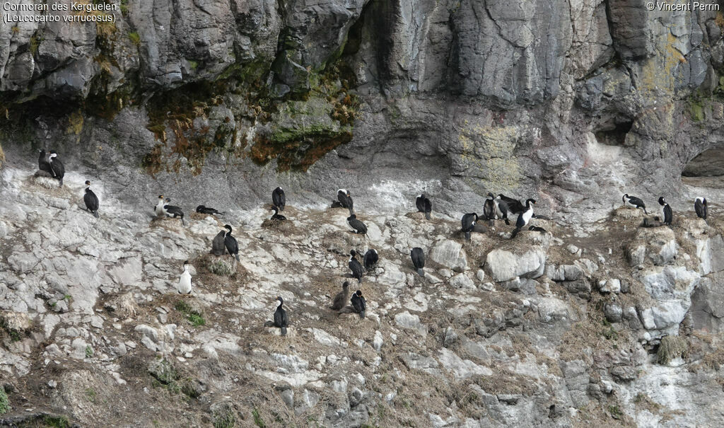 Cormoran des Kerguelen