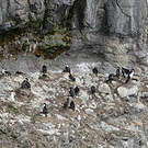 Cormoran des Kerguelen