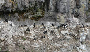 Cormoran des Kerguelen