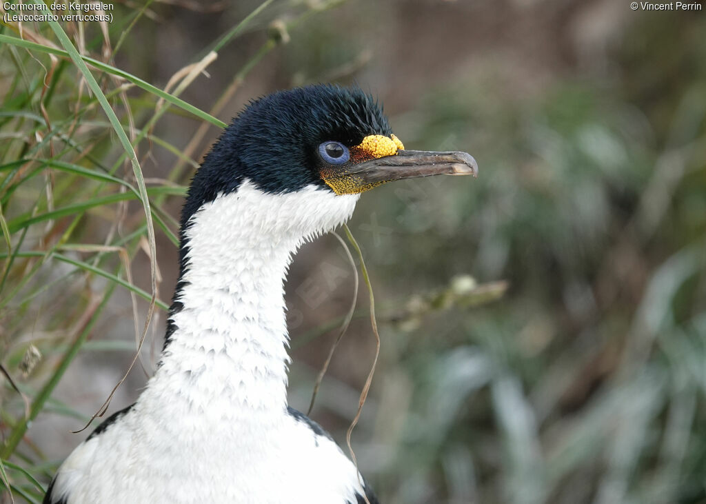 Cormoran des Kerguelenadulte, Nidification