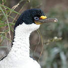 Cormoran des Kerguelen