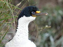 Cormoran des Kerguelen