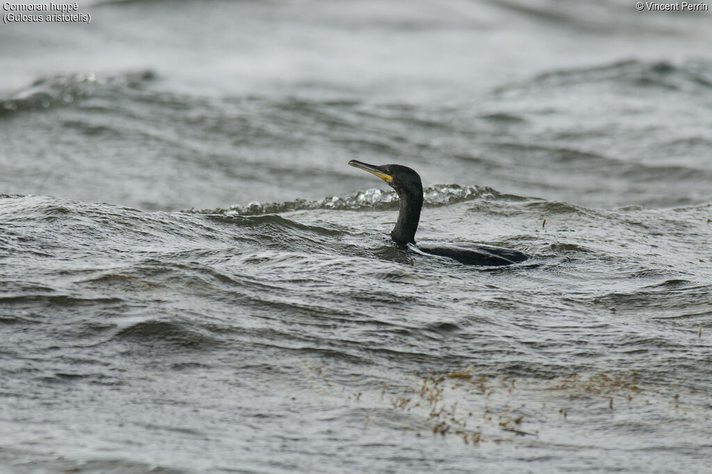 European Shag