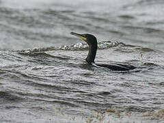 European Shag