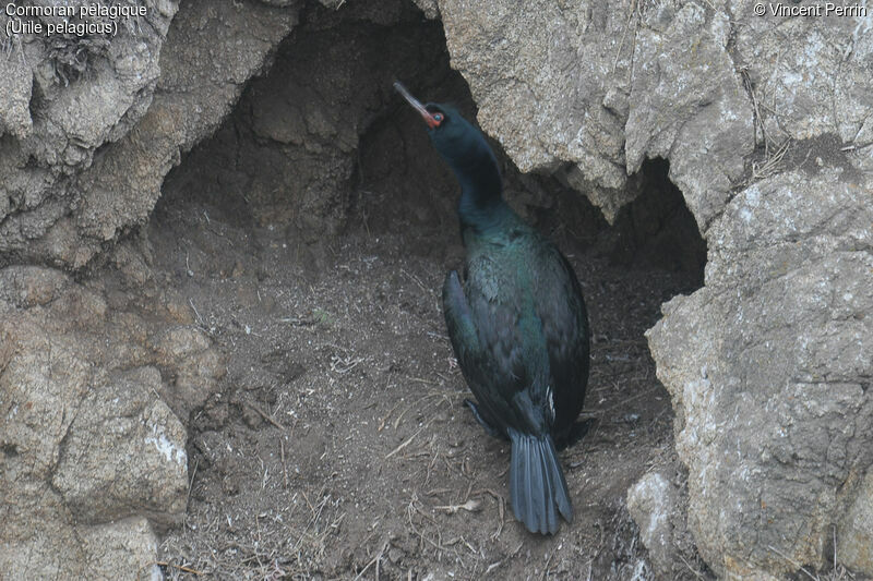 Cormoran pélagiqueadulte nuptial