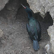 Pelagic Cormorant