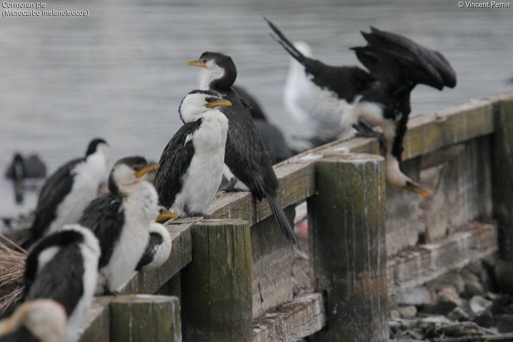 Little Pied Cormorant