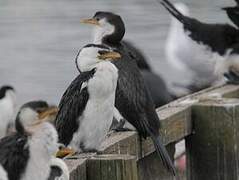 Little Pied Cormorant