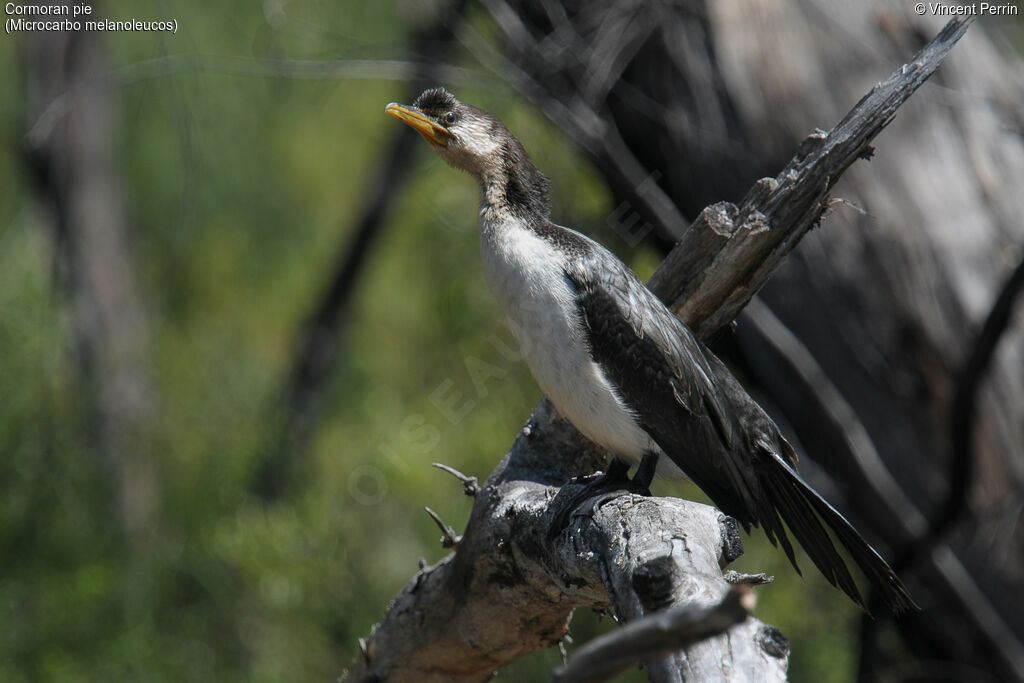 Cormoran pieimmature