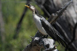 Little Pied Cormorant