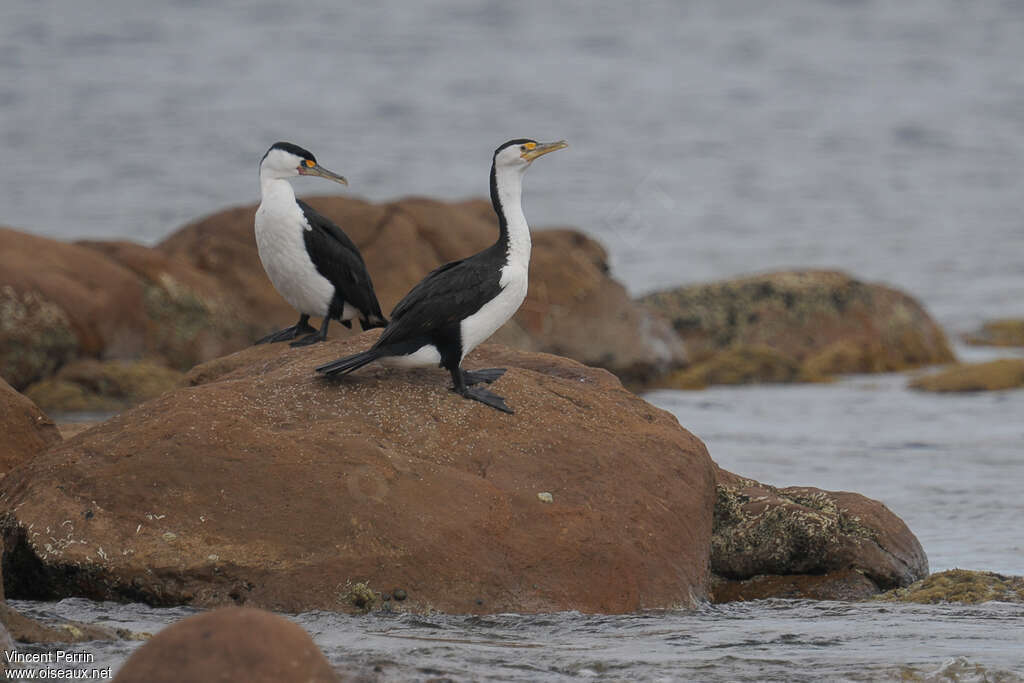 Australian Pied Cormorantadult, habitat, pigmentation