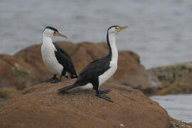 Australian Pied Cormorant