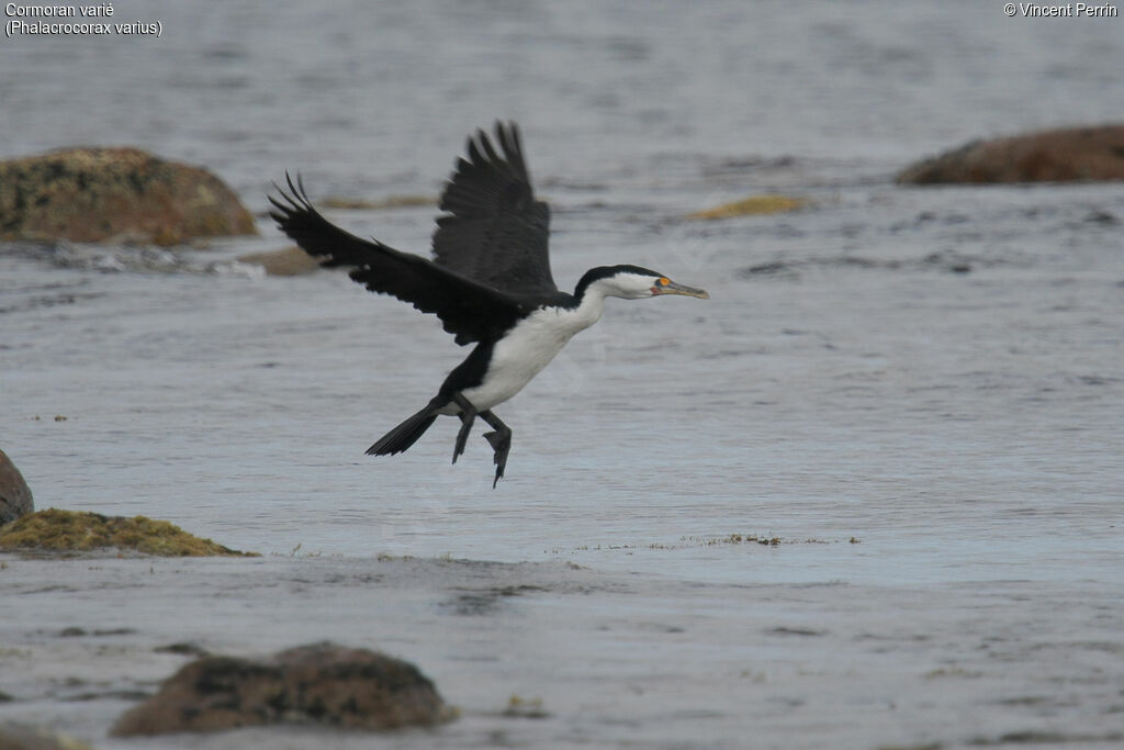 Cormoran variéadulte