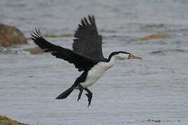 Australian Pied Cormorant