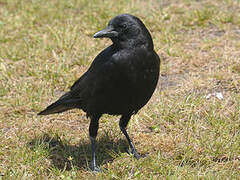 American Crow